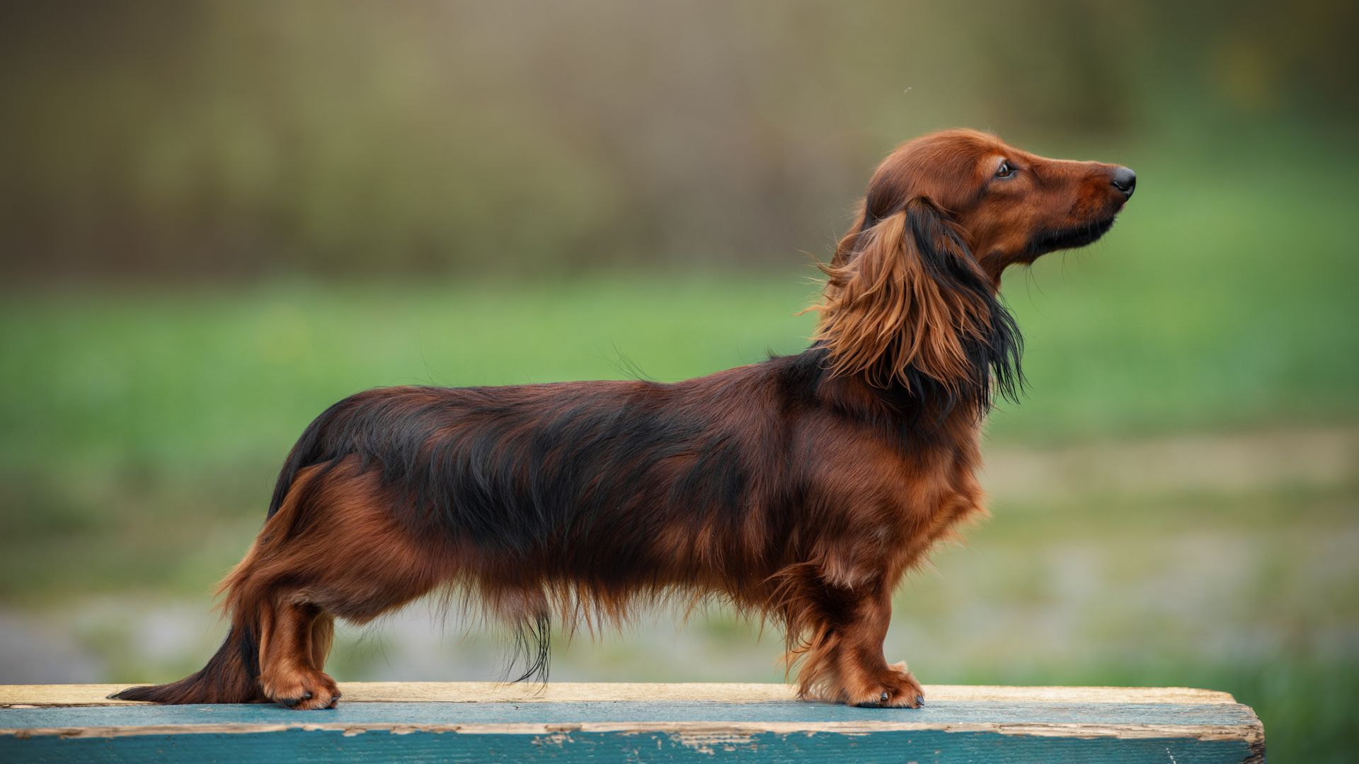 Dachshund (Miniature Long Haired)